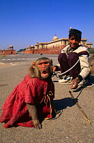 Rhesus macaque {Macaca mulatta} dressed up for tourist photos, New Delhi, India