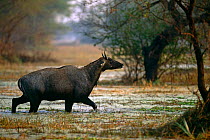 Nilgai / Blue bull {Boselaphus tragocamelus} wading through lake, Keoladeo Ghana NP, Bharatpur, Rajasthan, india
