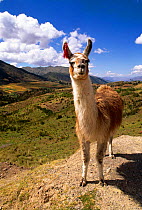 Llama {Lama glama} near Cusco, Peru