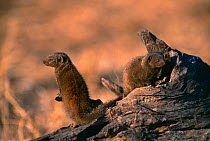 Dwarf mongoose {Helogale parvula} pair on log, Savuti NP, Botswana