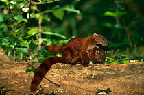 Ring tailed mongoose {Galidia elegans d'ambrensis} Ankarana special reserve, Madagascar