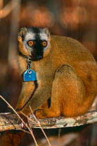Red fronted lemur {Lemur fulvus rufus} female with collar for research, Kirindy forest, Western Madagascar,