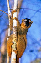 Red fronted lemur {Lemur fulvus rufus} female in tree, Kirindy forest, Western Madagascar,