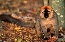 Red fronted lemur {Lemur fulvus rufus} male, Berenty, Western Madagascar,