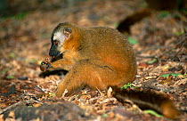 Red fronted lemur {Lemur fulvus rufus} female eating fruit, Berenty, Western Madagascar,
