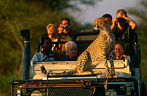 Tourists watching and photographing Cheetah {Acinonyx jubatus} that has climbed on to jeep, Okavango Delta, Botswana