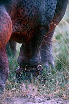 Hippopotamus {Hippopotamus amphibius} close up of leg caught in snare, Rwindi, Virunga NP, Dem Rep Congo