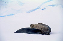 Weddell seal {Leptonychotes weddellii} with suckling young, Australian antarctic territory