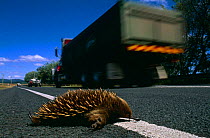 Short beaked echidna road kill {Tachyglossus aculeatus setosus} Tasmania, Australia