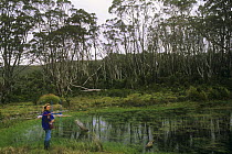 Researcher monitoring radio-collared Platypus {Ornithorhynchus anatinus} Cradle Lake, Tasmania, Australia 1999