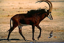 Sable antelope {Hippotragus niger} Hwange NP, Zimbabwe