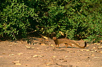 Slender mongoose {Galerella / Herpestes sanguineus} Okavango delta, Botswana