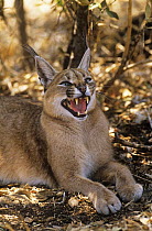Caracal {Felis caracal damarensis} snarling, captive, De Wildt Ceetah Center, South Africa