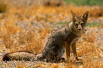 Argentine / Patagonian grey fox {Pseudolopex griseus} Penninsula Valdes, Argentina