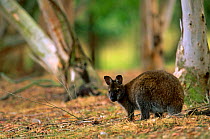 Red necked / Bennett's wallaby {Macropus rufogriseus} captive, Tasmania, Australia
