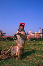 Captive Rhesus macaque {Macaca mulatta} dressed up  for tourists, Delhi, India