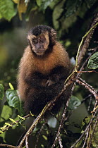Large headed capuchin (Sapajus macrocephalus) Manu Cloud Forest reserve, 1500m, Peru
