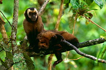 Two Large headed capuchins (Sapajus macrocephalus) Manu Cloud Forest reserve, 1500m, Peru