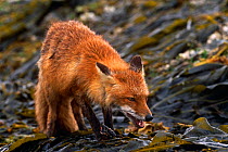 Red fox {Vulpes vulpes} eating Chitons on beach,  Aleutian Islands, Alaska, USA
