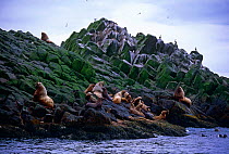 Steller's sealions {Eumetopias jubata} on haulout, Commander Islands, Russia
