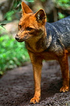 Culpeo fox {Pseudolopex culpaeus} Ecuador