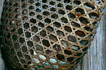 Captive Night monkey {Aotus sp} caught for illegal wildlife trade, Amazonia, Ecuador