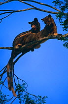 Fossa {Cryptoprocta ferox} pair mating in tree, western dry forest, Madagascar
