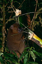 Greater bamboo / Broad nosed gentle lemur, {Hapalemur simus} Ranamafana, Madagascar