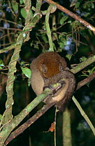 Greater bamboo / Broad nosed gentle lemur, {Hapalemur simus} sleeping in tree, Ranamafana, Madagascar
