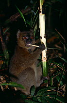 Greater bamboo / Broad nosed gentle lemur, {Hapalemur simus} feeding on bamboo, Ranamafana, Madagascar