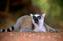 Ring tailed lemur {Lemur catta} lying on ground cooling off, Berenty reserve, Madagascar