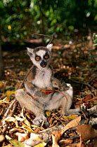 Ring tailed lemur {Lemur catta} sitting on ground feeding, Berenty reserve, Madagascar