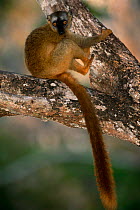 Red fronted lemur {Lemur fulvus rufus} western dry forest, Madagascar