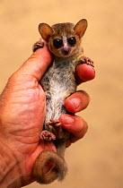 Russet mouse lemur {Microcebus rufus} held in hand to show small size, Kirindy, madagascar