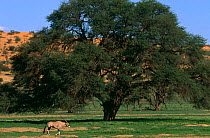 Gemsbok {Oryx gazella} in landscape, Kgalagadi transfrontier NP, South africa