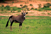 Gemsbok {Oryx gazella} Kgalagadi transfrontier NP, South africa