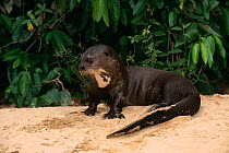 Giant otter {Pteronura brasiliensis} Karanambu, Rupununi, Guyana