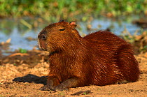 Capybara {Hydrochoerus hydrochaeris} Pantanal, Brazil