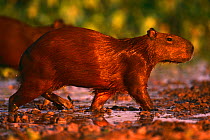 Capybara {Hydrochoerus hydrochaeris} Pantanal, Brazil
