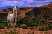 Llama {Lama glama} Quetena river valley, Andes, SW Bolivia