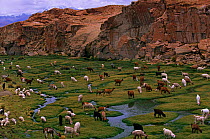 Llama {Lama glama} domestic herd grazing, Quetena river valley, Andes, SW Bolivia