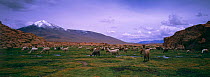 Llama {Lama glama} domestic herd grazing, Quetena river valley, Andes, SW Bolivia