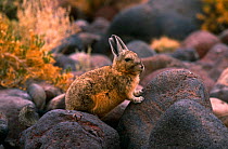 Common mountain viscacha {Lagidium viscacia} Inkawasi island, Salar de Uyuni, SW Bolivia