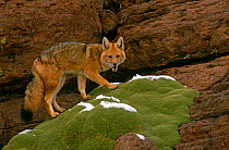 Culpeo / Andean red fox {Pseudolopex culpaeus} Altiplano, Bolivia