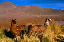 Two Llamas {Lama glama} Laguna Colorada, Bolivia, range:andes