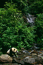 Giant panda {Ailuropoda melanoleuca} in natural habitat, Sichuan province, China captive
