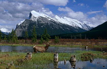 Elk {Cervus elaphus} Vermillion Lake and Mt Rundle, Banf NP, Alberta, Canada