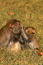 Rhesus macaque {Macaca mulatta} mother and young, New Delhi, India