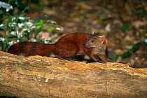 Ring tailed mongoose {Galidia elegans} Ankarana special reserve, Madagascar