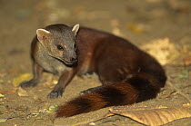 Northern ring tailed mongoose {Galidia elegans dambrensis} Ankarana special reserve, Madagascar